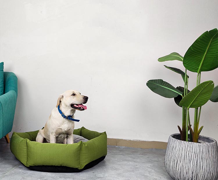 犬 ベッド 大型犬 ペットベッド ベット 春夏 かわいい 円形 猫 クッション ふわふわ ペット 室内 洗える 滑り止め 猫ベッド おしゃれ ハウス 猫用 中型犬 小型犬