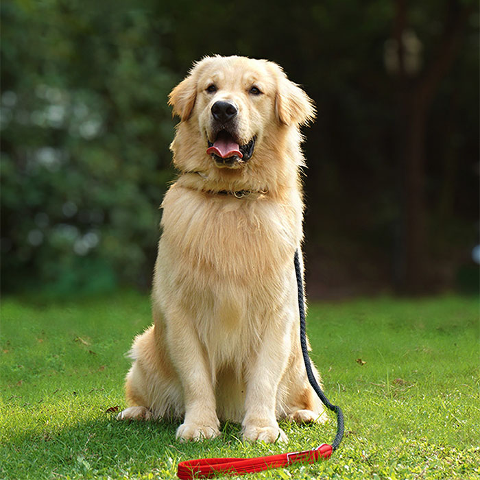 首輪一体型 ド 犬用 犬ド ロープ 調節可能 訓練ド 引っ張り防止ド 反射素材 犬用品 スリップド 長さ1.8ｍ ペットグッズ しつけ用首輪 