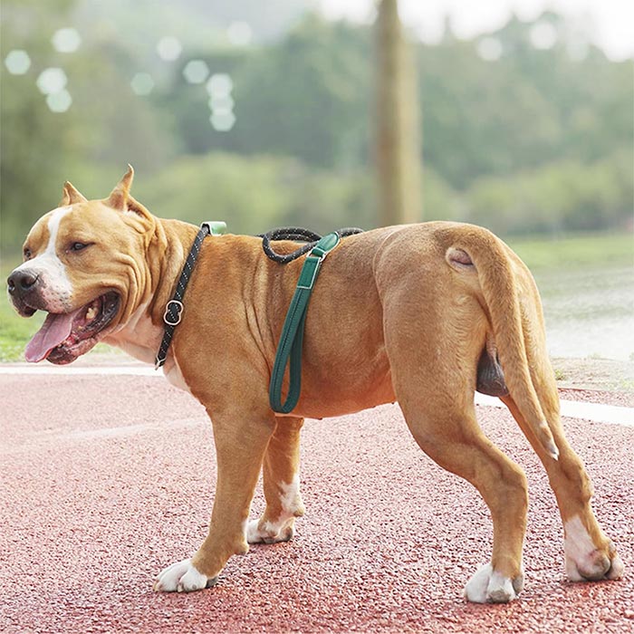 首輪一体型 ド 犬用 犬ド ロープ 調節可能 訓練ド 引っ張り防止ド 反射素材 犬用品 スリップド 長さ1.8ｍ ペットグッズ しつけ用首輪 